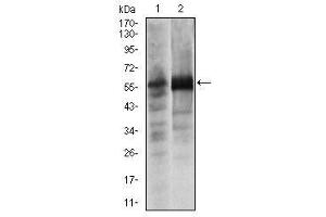 Image no. 3 for anti-SRY (Sex Determining Region Y)-Box 9 (SOX9) antibody (ABIN1501087)
