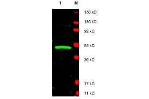 Western blot using  affinity purified anti-LDB1 antibody shows detection of LDB1 protein (arrowhead) in Jurkat whole cell lysate. (LIM Domain Binding 1 Protein anticorps  (AA 361-373))