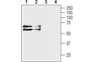 Western blot analysis of human HL-60 promyelocytic leukemia cell lysate (lanes 1 and 3) and human HT-29 colon adenocarcinoma cell lysate (lanes 2 and 4): - 1,2. (TAUT anticorps  (C-Term, Intracellular))