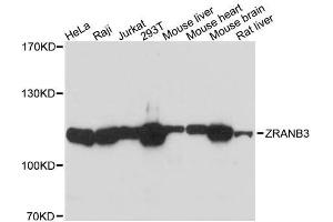 Western blot analysis of extracts of various cell lines, using ZRANB3 antibody. (ZRANB3 anticorps  (AA 818-1077))
