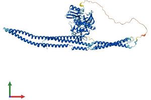 AlphaFold protein structure predicition of Mouse Recombinant Fer Protein, UniprotID P70451