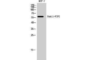 Western Blotting (WB) image for anti-RAB11 Family Interacting Protein 2 (Class I) (RAB11FIP2) (Internal Region) antibody (ABIN3186636) (RAB11FIP2 anticorps  (Internal Region))