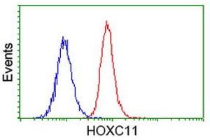 Image no. 3 for anti-Homeobox C11 (HOXC11) antibody (ABIN1498706)