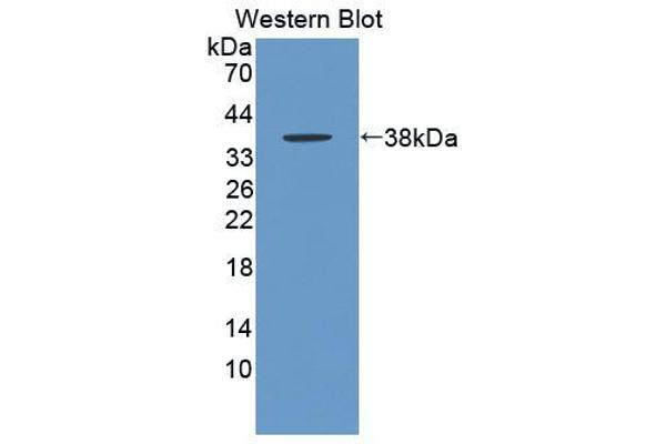 GCP2 anticorps  (AA 37-112)