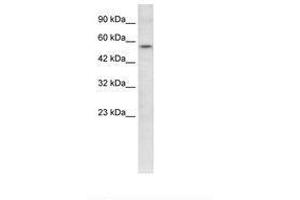 Image no. 3 for anti-V-Ets erythroblastosis Virus E26 Oncogene Homolog 1 (Avian) (ETS1) (AA 52-101) antibody (ABIN202532)