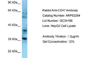 Western Blotting (WB) image for anti-CD47 (CD47) (N-Term) antibody (ABIN2789434) (CD47 anticorps  (N-Term))