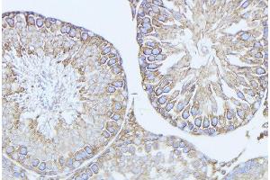 ABIN6279134 at 1/100 staining Mouse testis tissue by IHC-P. (BCL2L14 anticorps  (N-Term))