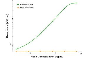 ELISA image for anti-Hes Family bHLH Transcription Factor 1 (HES1) antibody (ABIN2722660)