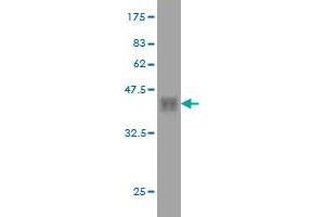 Western Blot detection against Immunogen (35.