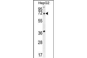 Western blot analysis in HepG2 cell line lysates (35ug/lane). (ACOT11 anticorps  (C-Term))