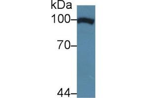Western blot analysis of Human HeLa cell lysate, using Cow TNPO1 Antibody (5 µg/ml) and HRP-conjugated Goat Anti-Rabbit antibody ( (Transportin 1 anticorps  (AA 593-836))