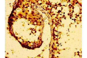 IHC image of ABIN7159070 diluted at 1:100 and staining in paraffin-embedded human testis tissue performed on a Leica BondTM system.