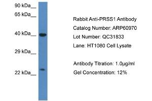 Western Blotting (WB) image for anti-Protease, serine, 1 (Trypsin 1) (PRSS1) (C-Term) antibody (ABIN2788637) (PRSS1 anticorps  (C-Term))