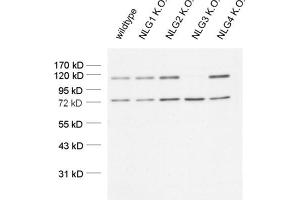 dilution: 1 : 1000 (ECL detection), sample: mouse brain homogenate (Neuroligin 3 anticorps  (AA 608-722))