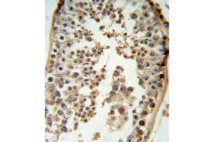 p19 Antibody (N-term) (ABIN6243142 and ABIN6579057) IHC analysis in formalin fixed and paraffin embedded testis tissue followed by peroxidase conjugation of the secondary antibody and DAB staining.