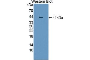 Detection of Recombinant DNASEII, Human using Polyclonal Antibody to Deoxyribonuclease II (DNASEII) (Deoxyribonuclease II (AA 19-360) anticorps)