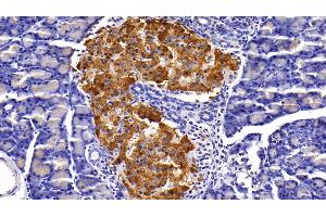 Detection of INS in Rat Pancreas Tissue using Polyclonal Antibody to Insulin (INS) (Insulin anticorps  (AA 25-110))