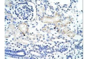 Image no. 1 for anti-General Transcription Factor II I Repeat Domain-Containing 1 (GTF2IRD1) (N-Term) antibody (ABIN203343)