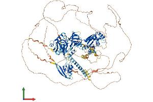 AlphaFold protein structure predicition of Human Recombinant TJP2 Protein, UniprotID Q9UDY2