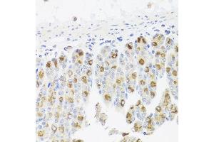 Immunohistochemistry of paraffin-embedded mouse stomach using CDC45 antibody at dilution of 1:100 (x40 lens). (CDC45 anticorps)