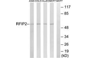Western Blotting (WB) image for anti-RAB11 Family Interacting Protein 2 (Class I) (RAB11FIP2) (AA 340-389) antibody (ABIN2890560) (RAB11FIP2 anticorps  (AA 340-389))