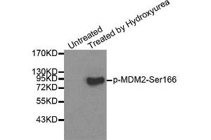 Western Blotting (WB) image for anti-Mdm2, p53 E3 Ubiquitin Protein Ligase Homolog (Mouse) (MDM2) (pSer166) antibody (ABIN1870422) (MDM2 anticorps  (pSer166))