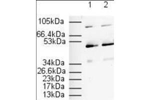 Affinity Purified Anti-PPAR alpha (N -terminal specific) (Rabbit) is shown to detect a 52 kDa band corresponding to PPAR alpha present in a 3T3 whole cell lysate.