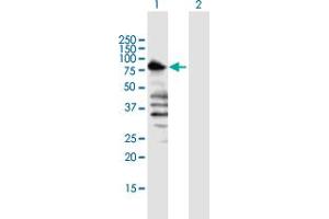 Western Blot analysis of TLE1 expression in transfected 293T cell line by TLE1 MaxPab polyclonal antibody. (TLE1 anticorps  (AA 1-770))