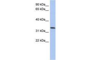 Image no. 1 for anti-Chromosome 10 Open Reading Frame 96 (C10orf96) (AA 143-192) antibody (ABIN6743913) (C10ORF96 anticorps  (AA 143-192))