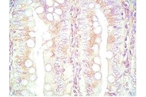 Mouse intestine tissue was stained by Rabbit Anti-PYY (3-36) (Human) Serum