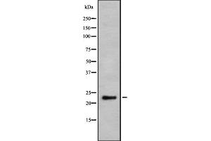 Western blot analysis Granzyme H using K562 whole cell lysates (GZMH anticorps)