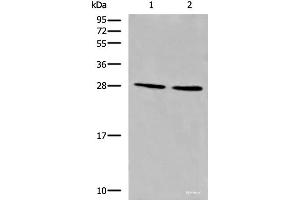 Western blot analysis of LOVO and 231 cell lysates using CYB5D1 Polyclonal Antibody at dilution of 1:650 (CYB5D1 anticorps)