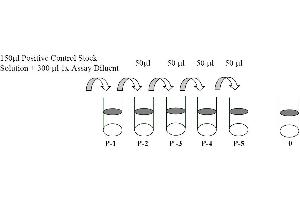 This picture shows the preparation of the positive control. (EGFR Kit ELISA)