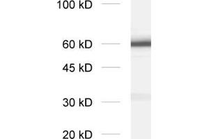 dilution: 1 : 2000, sample: crude synaptosomal fraction of rat brain (P2) (SYT1 anticorps  (Lumenal Region))