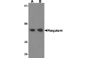 Western blot analysis of Requiem in mouse kidney tissue lysate with Requiem antibody at 1 µg/mL. (DPF2 anticorps  (C-Term))