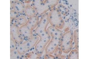 Used in DAB staining on fromalin fixed paraffin- embedded kidney tissue (RAB1A anticorps  (AA 2-205))