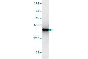 Western Blot detection against Immunogen (37.
