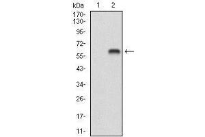 Western blot analysis using BDNF mAb against HEK293 (1) and BDNF (AA: 19-248)-hIgGFc transfected HEK293 (2) cell lysate. (BDNF anticorps  (AA 19-248))