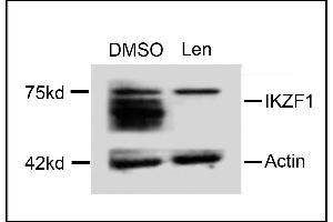 Western blot analysis of extracts from  cells, treated with DMSO or lenalidomide, using rabbit polyclonal IKZF1 Antibody (C-term) (ABIN654180 and ABIN2844035). (IKZF1 anticorps  (C-Term))