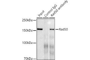 Immunoprecipitation analysis of 300 μg extracts of K-562 cells using 3 μg Rad50 antibody (ABIN7269826).