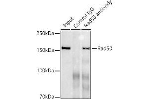 Immunoprecipitation analysis of 300 μg extracts of K-562 cells using 3 μg Rad50 antibody (ABIN7269826). (RAD50 anticorps)