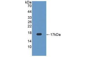 Western blot analysis of recombinant Human CASP3. (Caspase 3 anticorps  (AA 29-175))