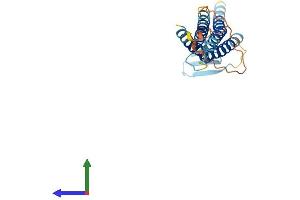 AlphaFold protein structure predicition of Mouse Recombinant Cldn16 Protein, UniprotID Q925N4