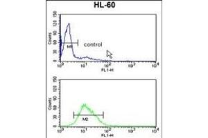 RAN Antibody (N-term) (ABIN390647 and ABIN2840945) flow cytometry analysis of HL-60 cells (bottom histogram) compared to a negative control cell (top histogram). (RAN anticorps  (N-Term))