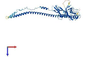 AlphaFold protein structure predicition of Mouse Recombinant Crlf3 Protein, UniprotID Q9Z2L7
