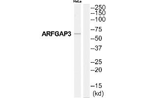 Western blot analysis of extracts from HeLa cells, using ARFGAP3 antibody. (ARFGAP3 anticorps  (Internal Region))
