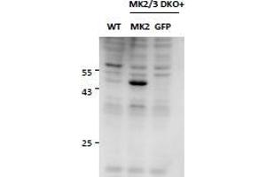 Western Blotting (WB) image for anti-Mitogen-Activated Protein Kinase-Activated Protein Kinase 2 (MAPKAPK2) antibody (ABIN5903087) (MAPKAP Kinase 2 anticorps)
