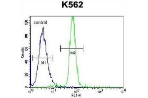 CLIP3 Antibody (C-term) flow cytometric analysis of K562 cells (right histogram) compared to a negative control cell (left histogram). (CLIP3 anticorps  (C-Term))