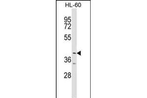 ABTB1 Antibody (C-term) (ABIN1537213 and ABIN2848912) western blot analysis in HL-60 cell line lysates (35 μg/lane). (ABTB1 anticorps  (C-Term))