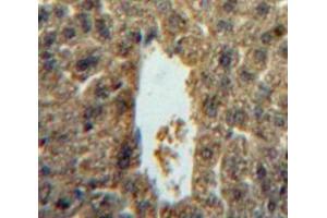 Used in DAB staining on fromalin fixed paraffin- embedded liver tissue (IL-5 anticorps  (AA 20-134))
